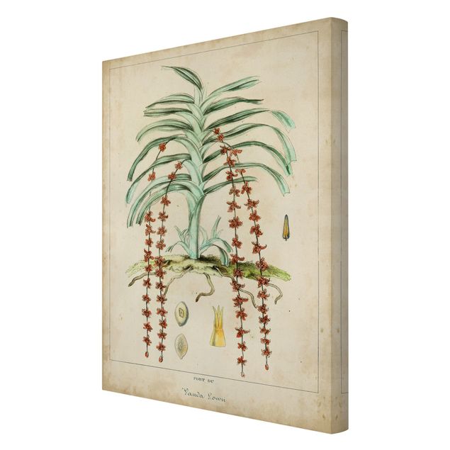 schöne Leinwandbilder Vintage Lehrtafel Exotische Palmen IV
