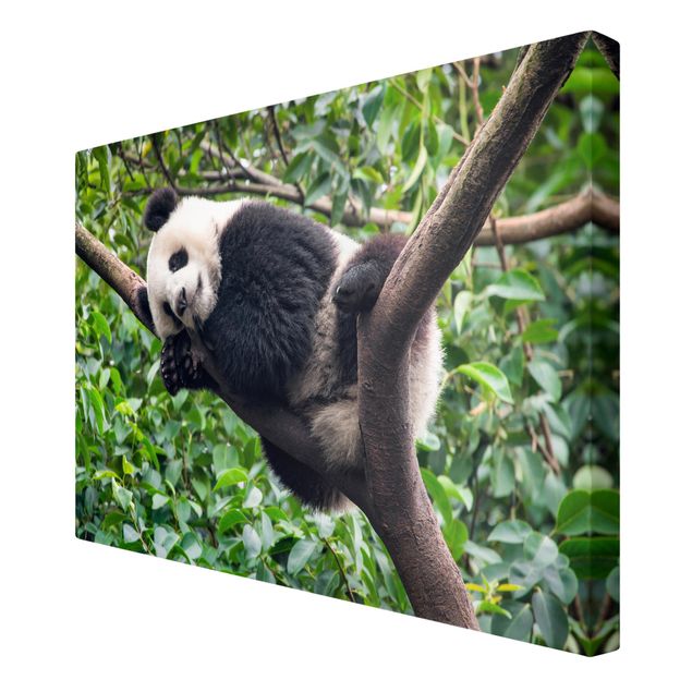 Natur Leinwand Schlafender Panda auf Ast