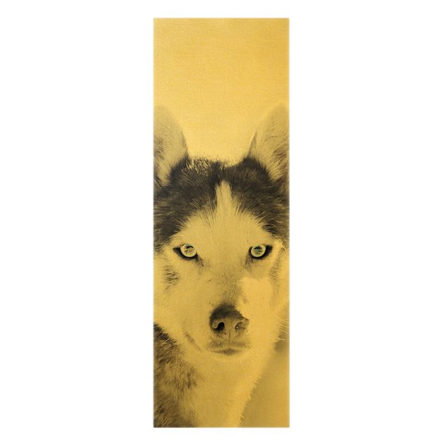 Wandbilder Modern Husky Portrait