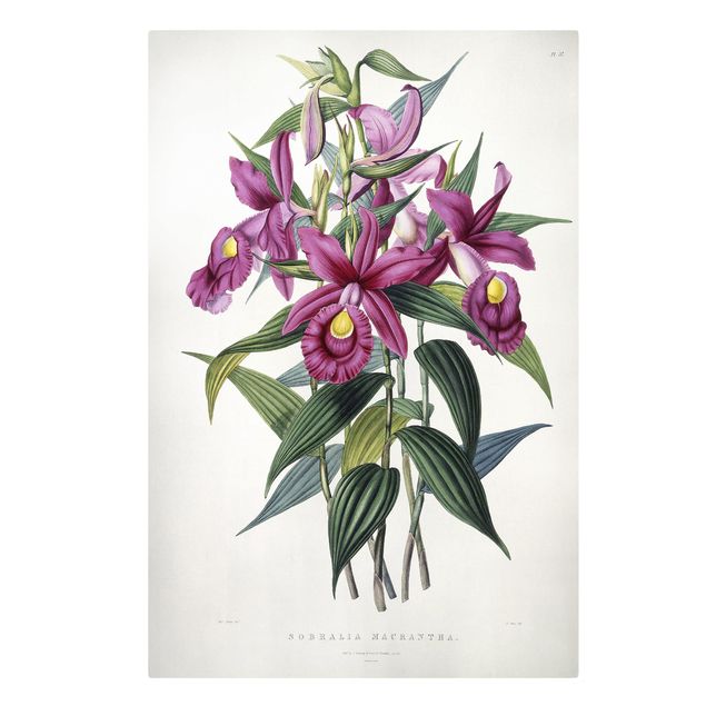 Leinwand Kunst Maxim Gauci - Orchidee I