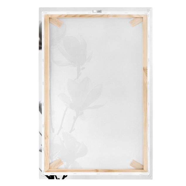 schöne Bilder Frühlingsbote Magnolie Schwarz Weiß