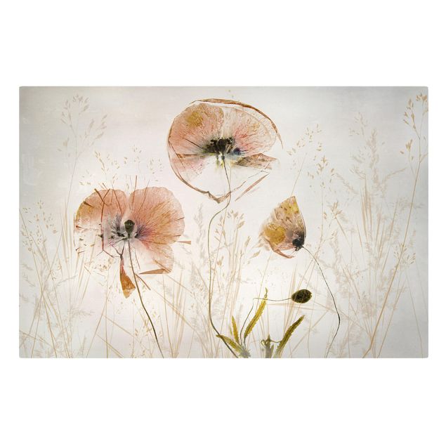 Blumenbilder auf Leinwand Getrocknete Mohnblüten mit zarten Gräsern