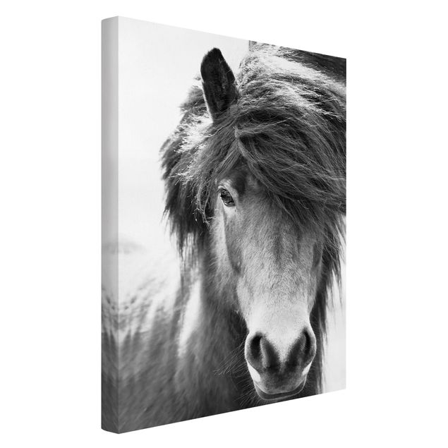 schwarz-weiß Bilder auf Leinwand Island Pferd in Schwarz-weiß