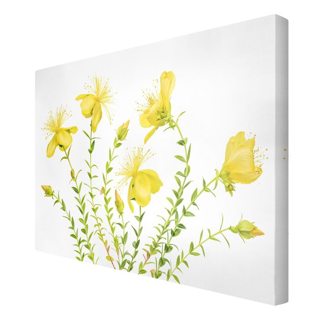 Wandbilder Gelb Johanniskraut in voller Blüte