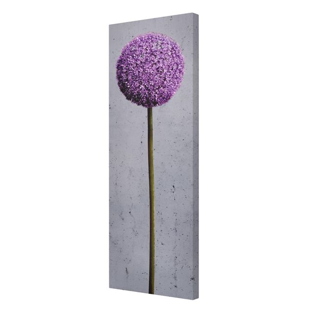 Leinwandbilder Allium Kugel-Blüten