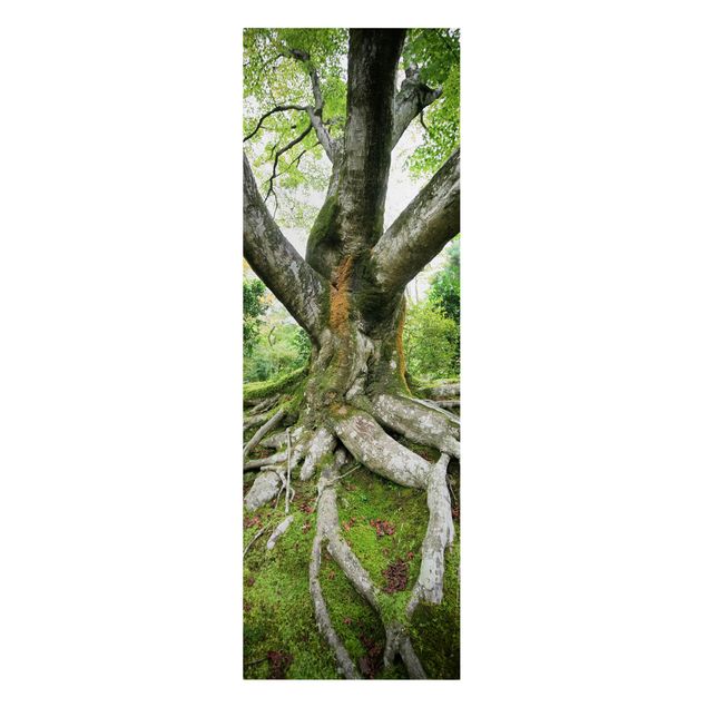 Leinwandbild Wald Alter Baum