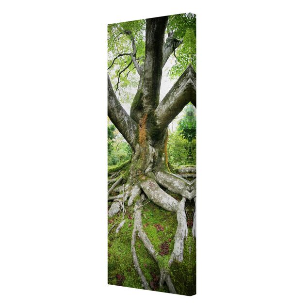 Wandbilder Natur Alter Baum