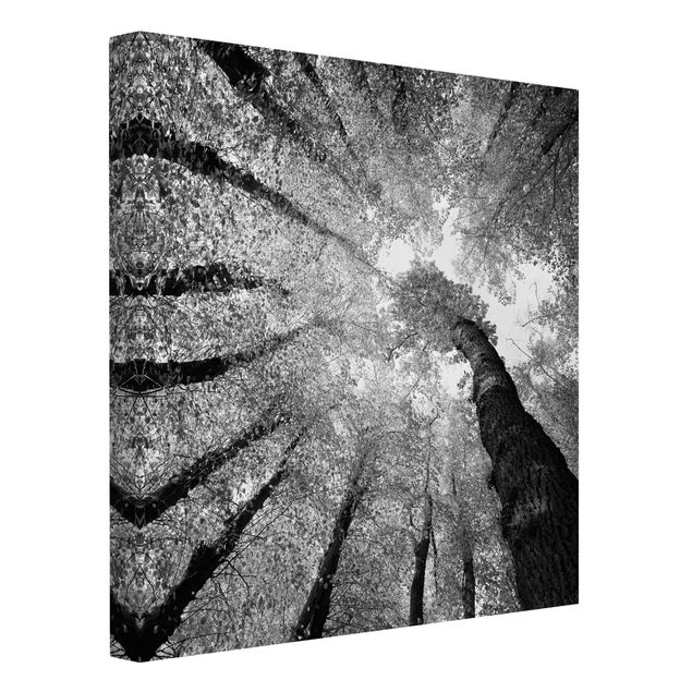 Leinwandbilder schwarz-weiß Bäume des Lebens II