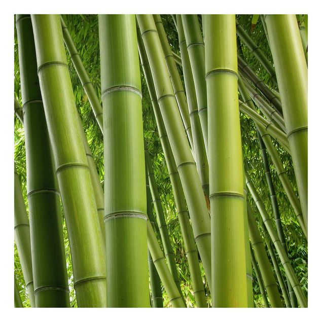 Wandbilder Landschaften Bamboo Trees