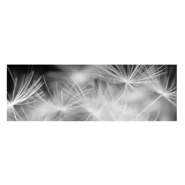 Leinwandbilder schwarz-weiß Bewegte Pusteblumen Nahaufnahme auf schwarzem Hintergrund