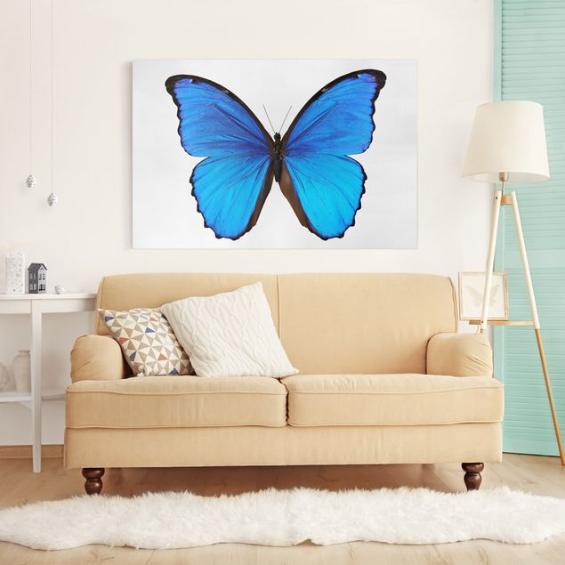Wandbilder Schmetterlinge Blauer Morphofalter