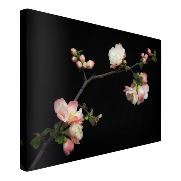 Wandbilder Blumen Blütenzweig Apfelbaum