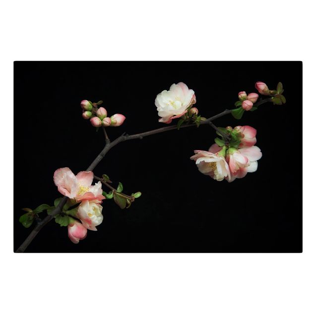 Bilder Blütenzweig Apfelbaum