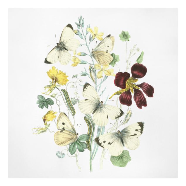 Wandbilder Floral Britische Schmetterlinge II
