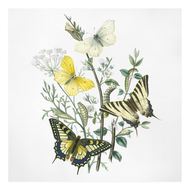 Wandbilder Floral Britische Schmetterlinge III