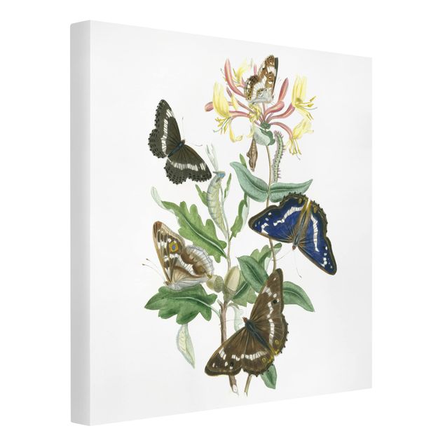 Wandbilder Schmetterlinge Britische Schmetterlinge IV