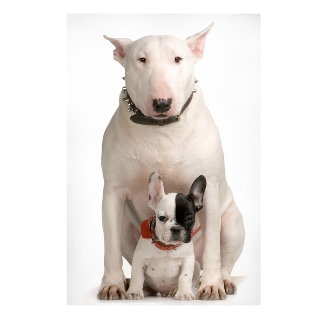 Wandbilder Modern Bull Terrier and Friend