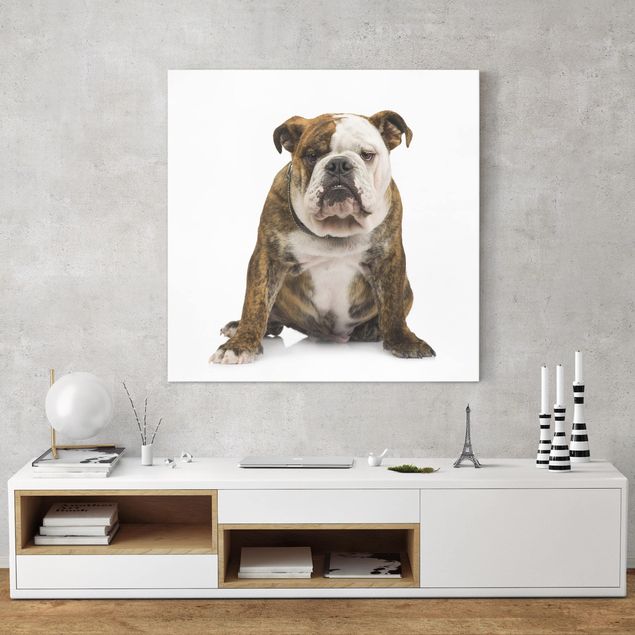 Wandbilder Hunde Bulldogge