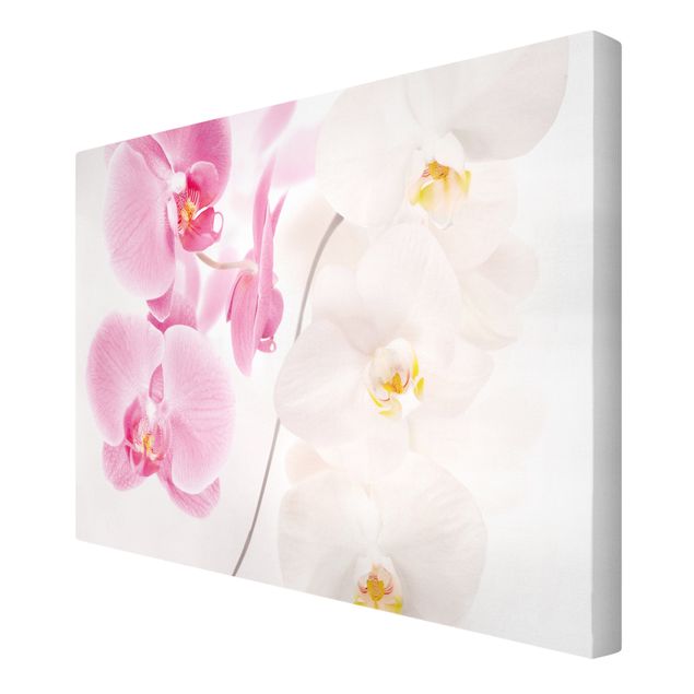 Wandbilder Floral Delicate Orchids