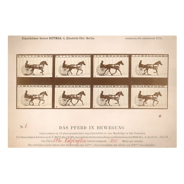 Kunstdruck Leinwand Eadweard Muybridge - Das Pferd in Bewegung