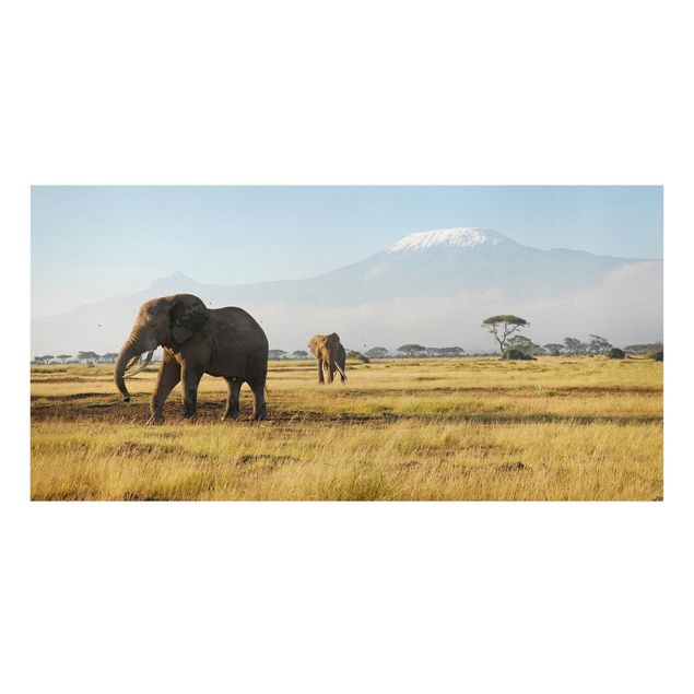 Leinwandbilder Berge Elefanten vor dem Kilimanjaro in Kenya