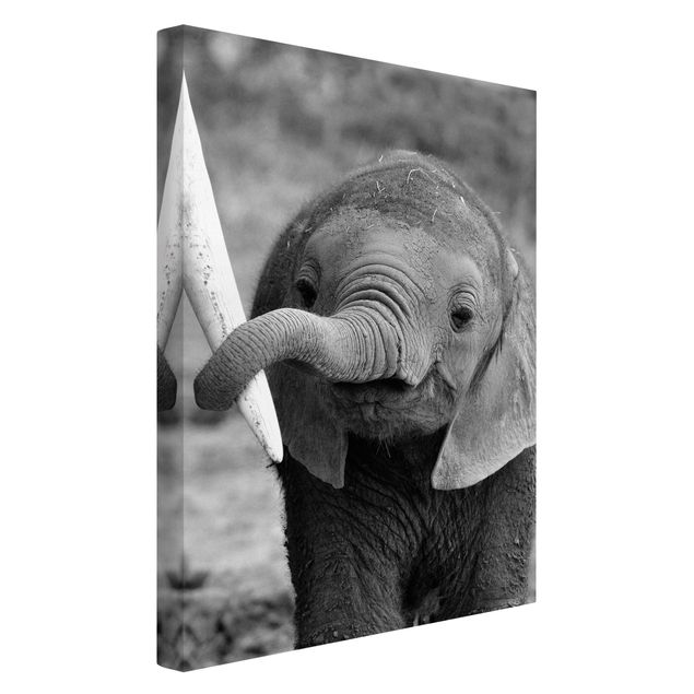 schwarz-weiß Bilder auf Leinwand Elefantenbaby