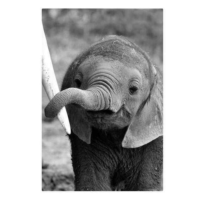 Tierbilder Leinwand Elefantenbaby