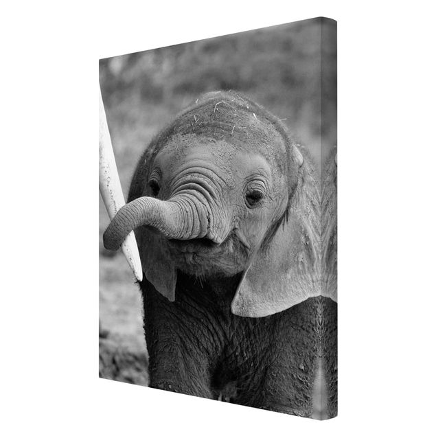 Wandbilder Modern Elefantenbaby