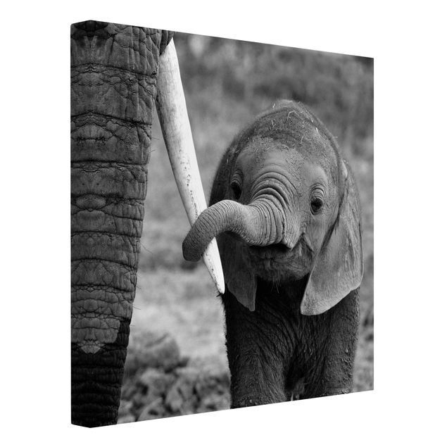Leinwand schwarz-weiß Elefantenbaby