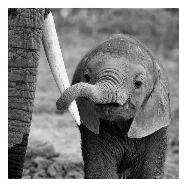 Leinwandbilder Tiere Elefantenbaby