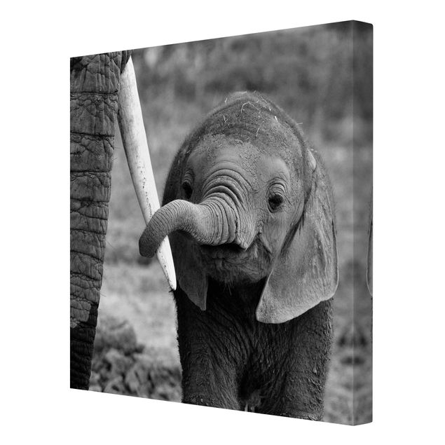 Wandbilder Modern Elefantenbaby