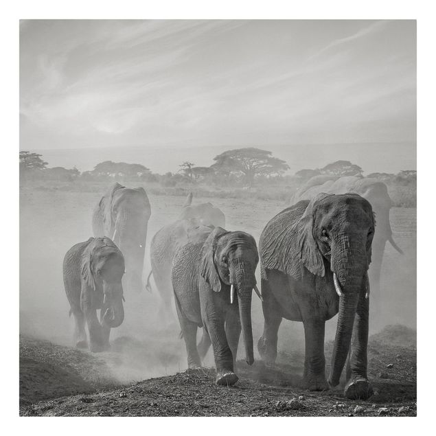 schwarz-weiß Bilder auf Leinwand Elefantenherde