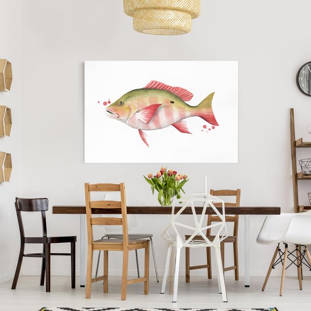 Wandbilder Fische Farbfang - Nördlicher Schnapper