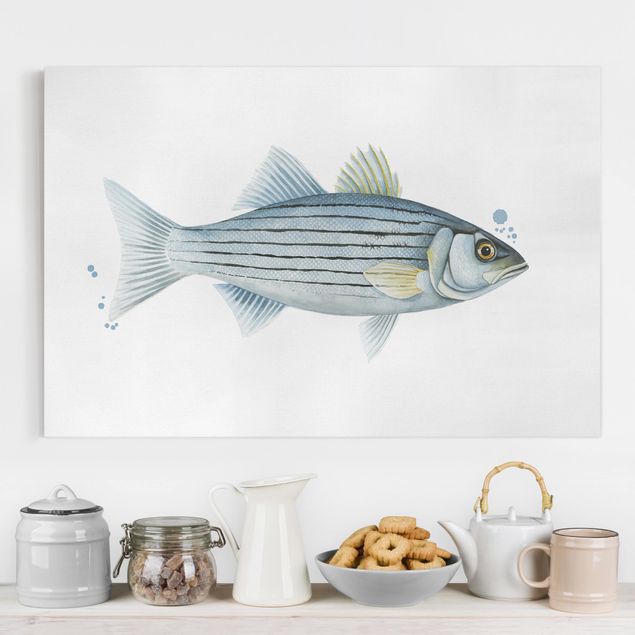 Leinwandbilder Fisch Farbfang - Weißbarsch