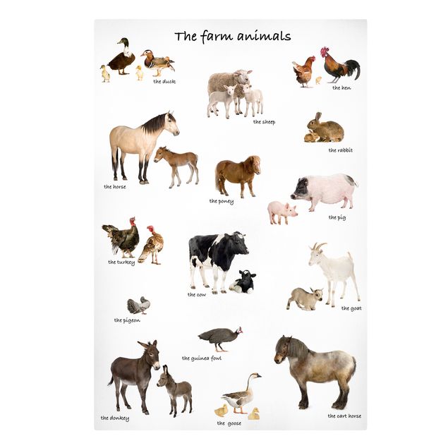 Wandbilder Tiere Farm Animals