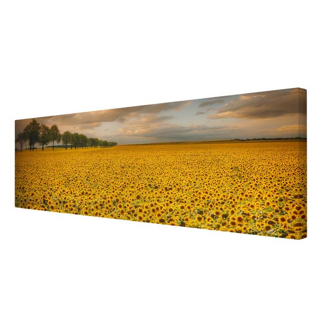 Wandbilder Floral Feld mit Sonnenblumen