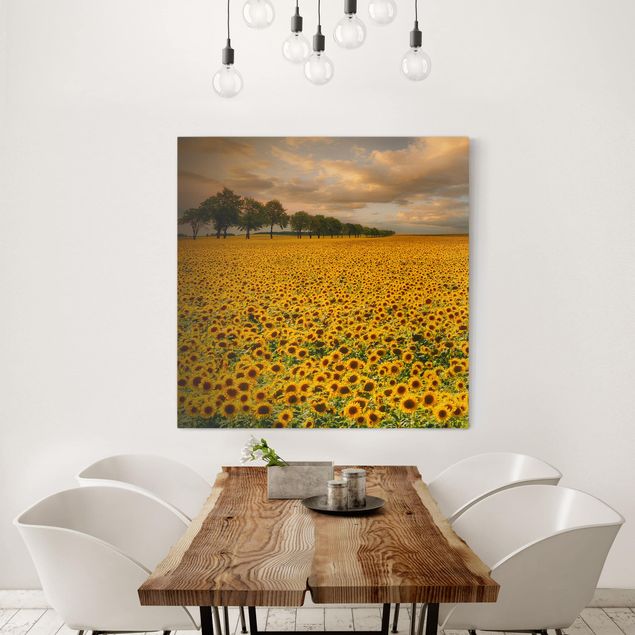Leinwandbilder Sonnenblumen Feld mit Sonnenblumen