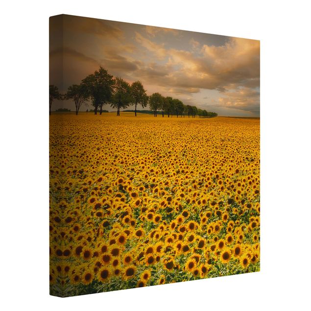 Wandbilder Landschaften Feld mit Sonnenblumen