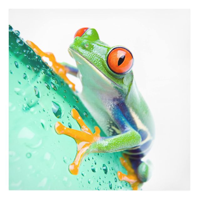 Wandbilder Tiere Frog