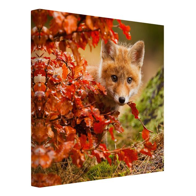 Leinwand Natur Fuchs im Herbst