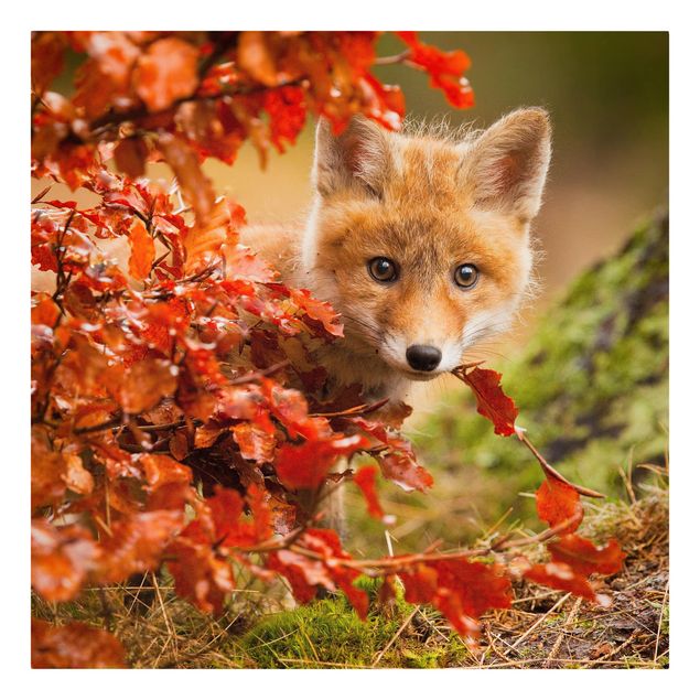 Leinwandbild Wald Fuchs im Herbst