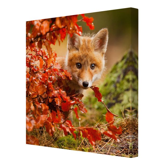 Leinwand Tiere Fuchs im Herbst