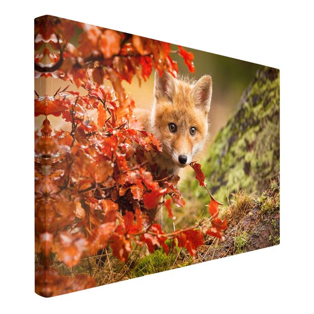 Natur Leinwand Fuchs im Herbst