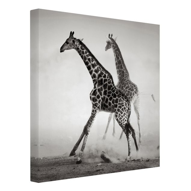 Leinwandbilder schwarz-weiß Giraffenjagd