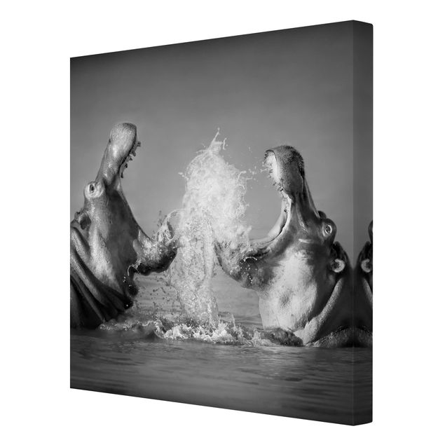 Wandbilder Schwarz-Weiß Hippo Fight