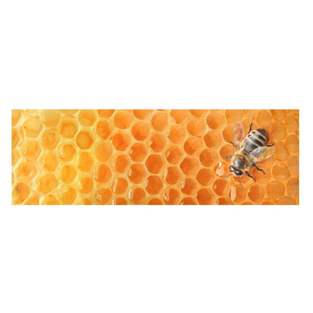 Bilder Honey Bee