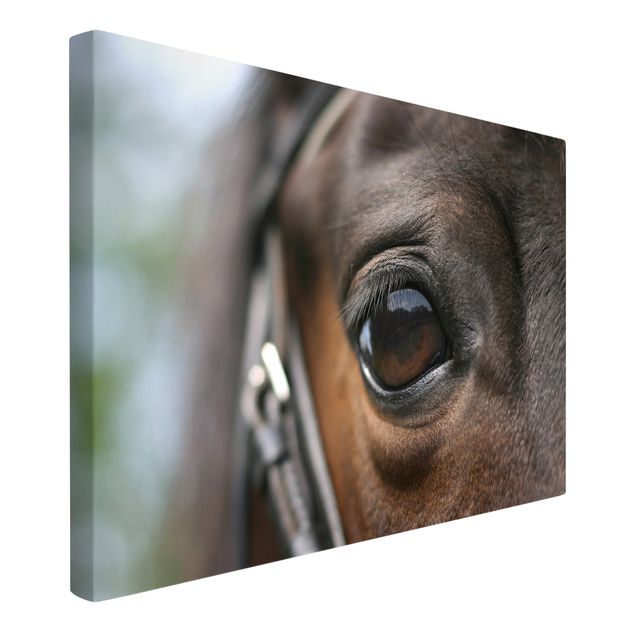 Wandbilder Modern Horse Eye