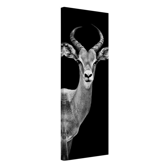 Wandbilder Afrika Impala Antilope schwarz-weiß