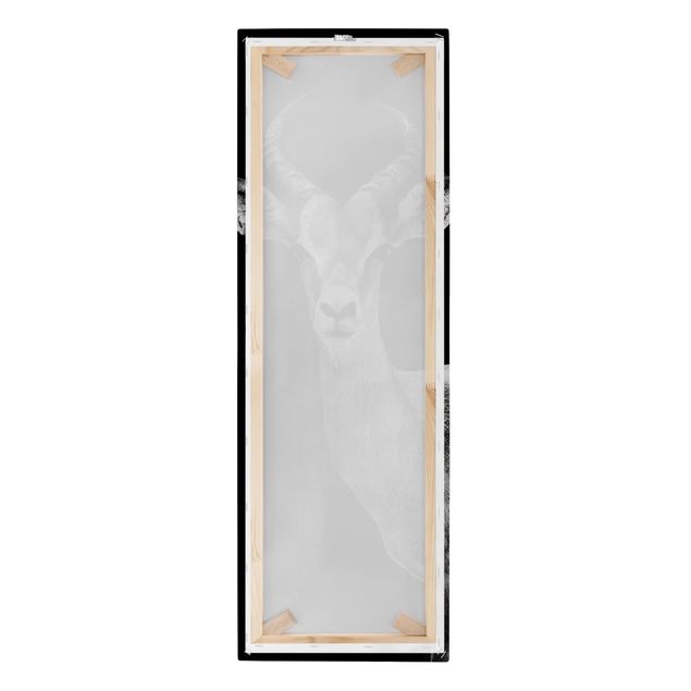 Leinwandbilder kaufen Impala Antilope schwarz-weiß