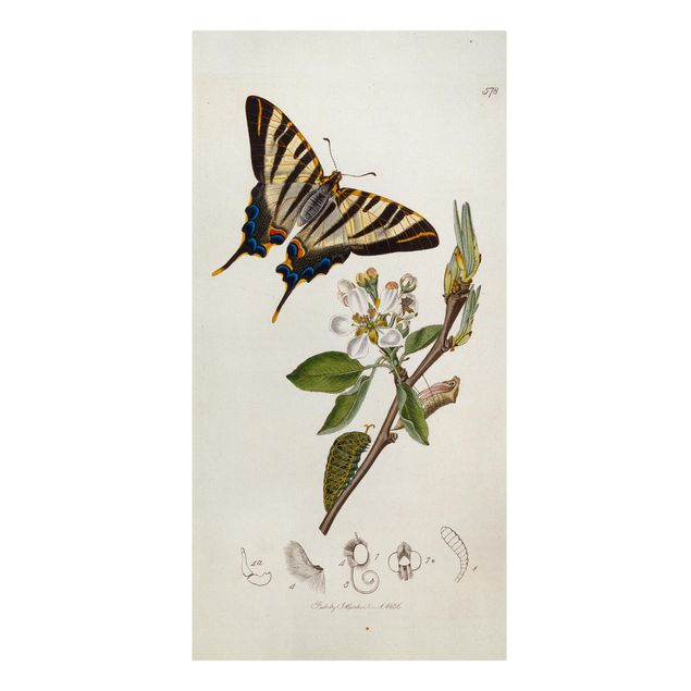Wandbilder Floral John Curtis - Ein seltener Schwalbenschwanz